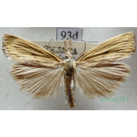 Agriphila inquinatella (Denis & Schiffermüller, 1775) Wachlarzyk śniadoszek Czech93d